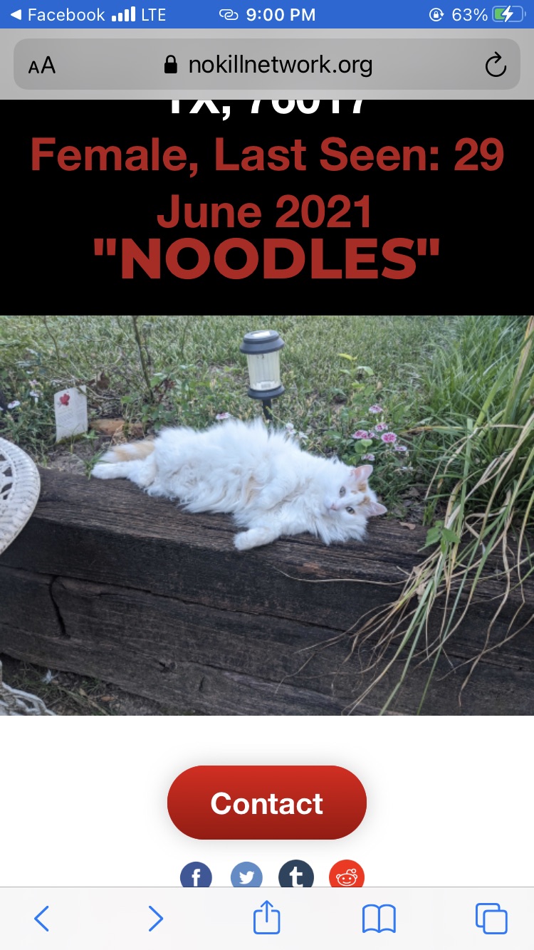 Image of Noodle, Lost Cat