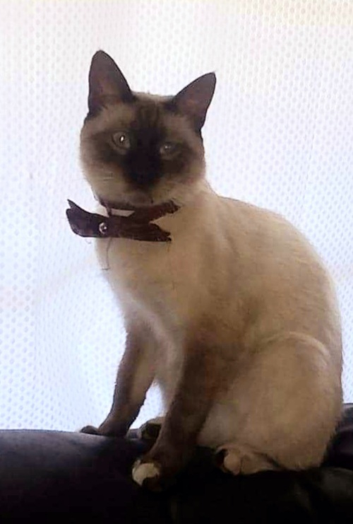 Image of FIGARO, Lost Cat