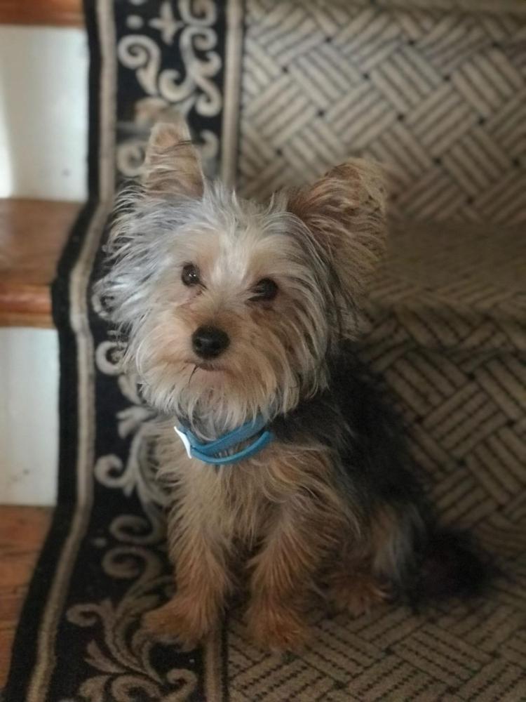 Image of Toby, Lost Dog