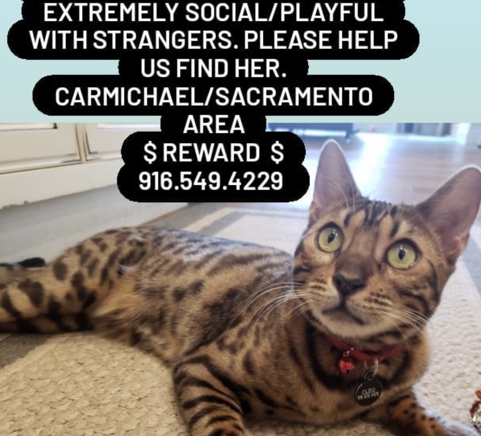 Image of cleo, Lost Cat