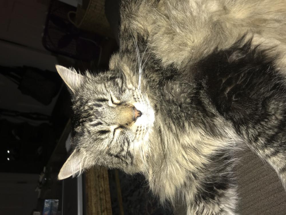 Image of Kitty (AKA - Tiger), Lost Cat