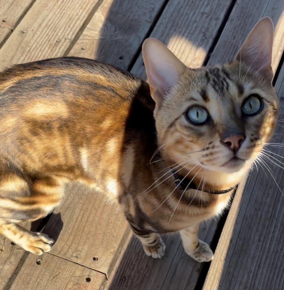 Image of Robo (Shannon), Lost Cat