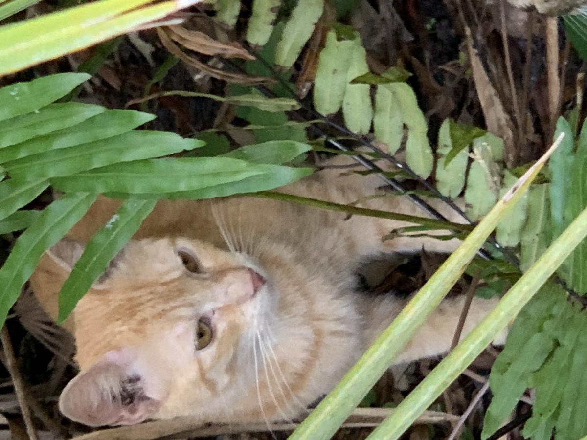 Image of Kovu, Lost Cat