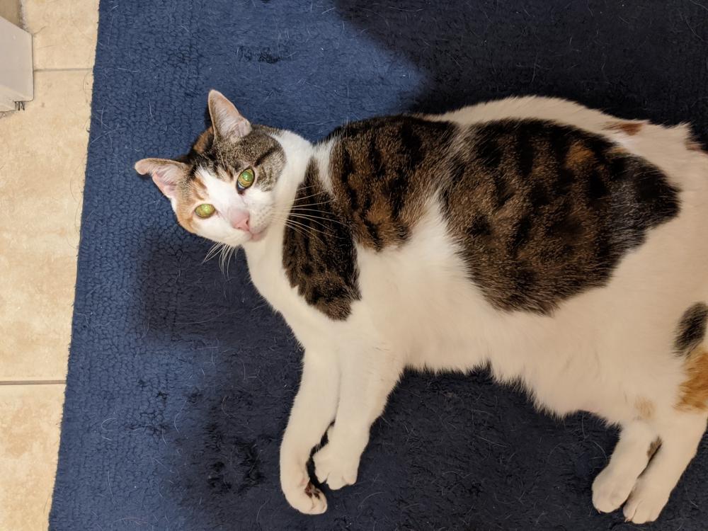 Image of Abby, Lost Cat
