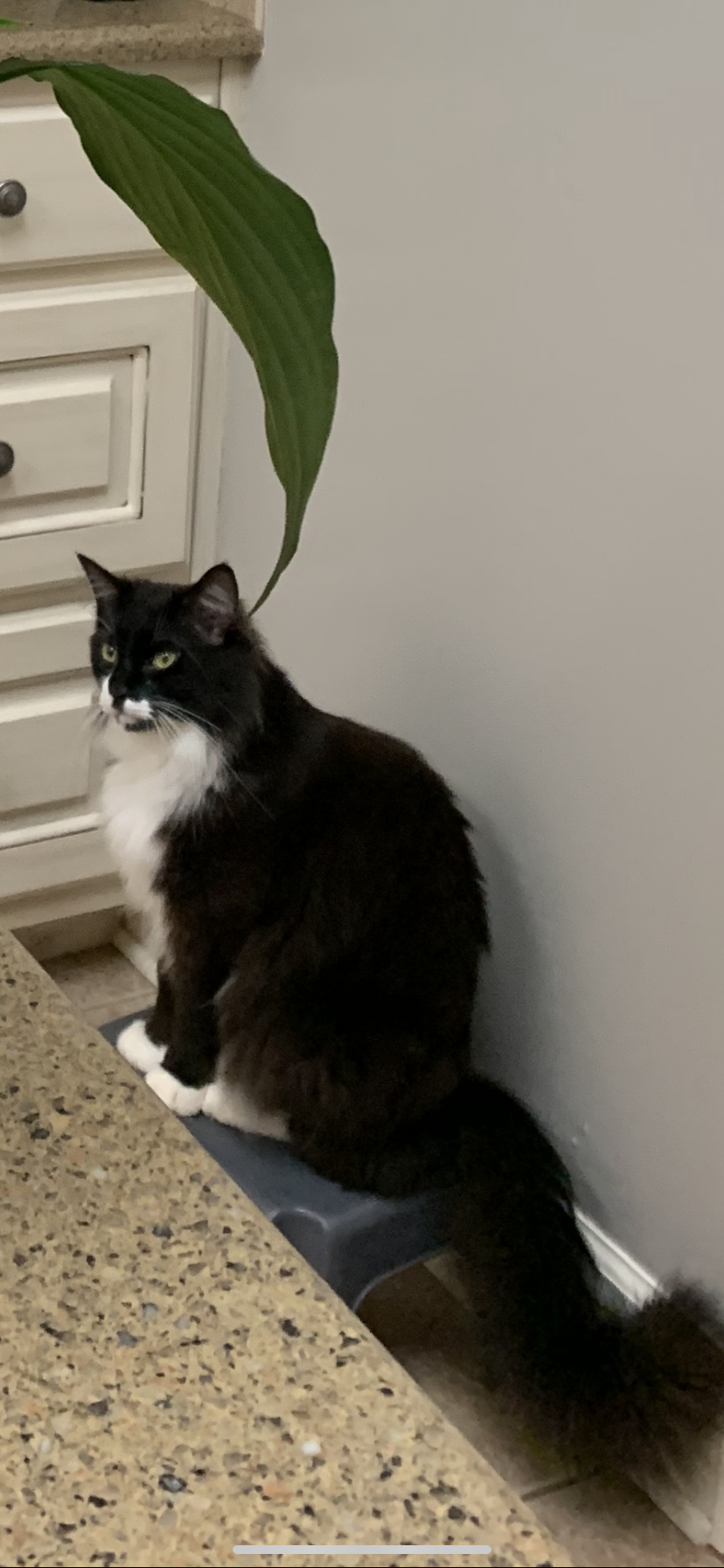 Image of Kitty Boo, Lost Cat