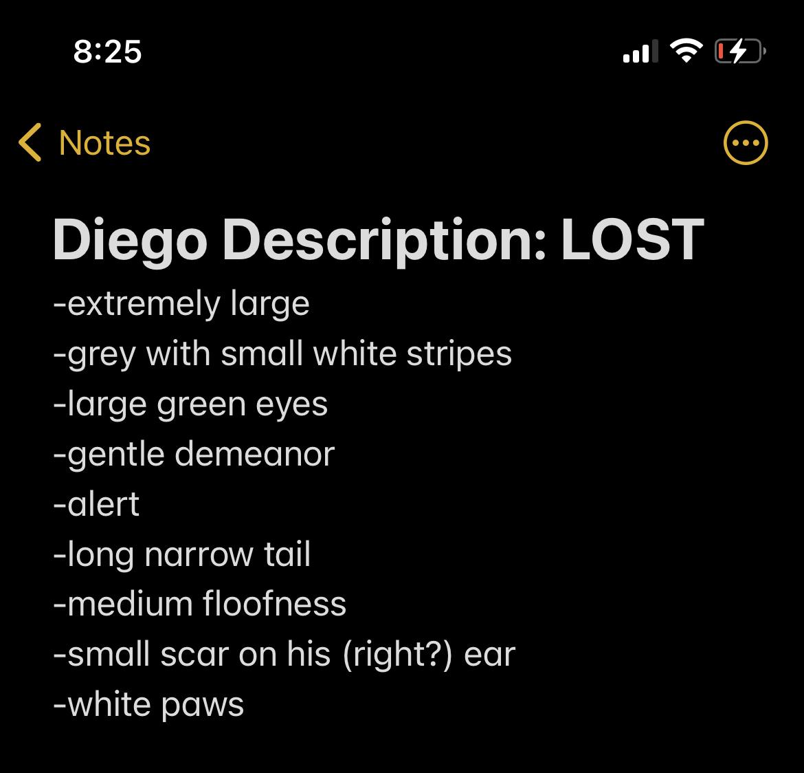 Image of Diego, Lost Cat