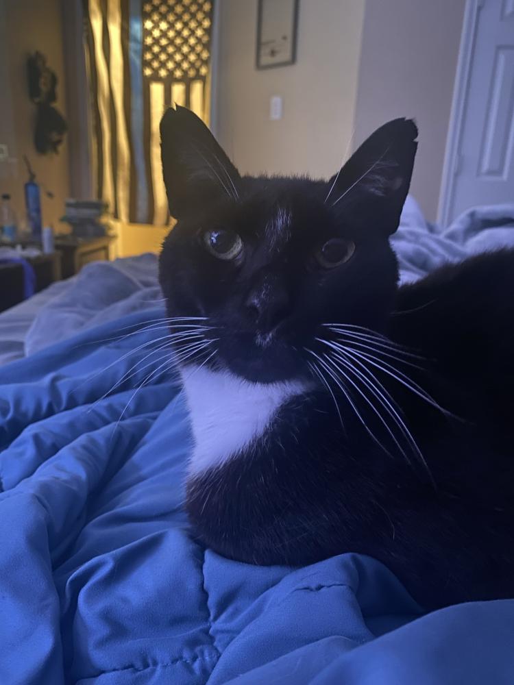 Image of Pongo, Lost Cat
