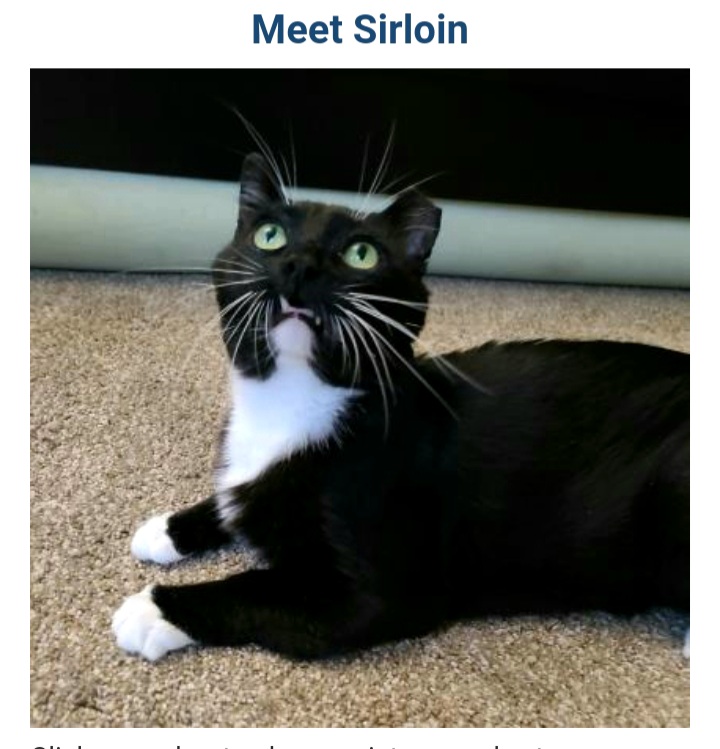 Image of Sirloin, Lost Cat