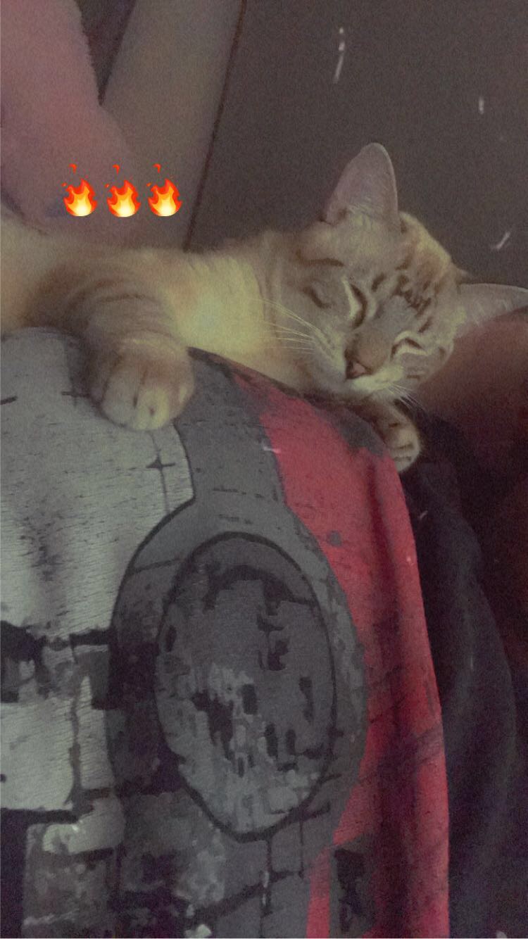 Image of Stitch /papa, Lost Cat