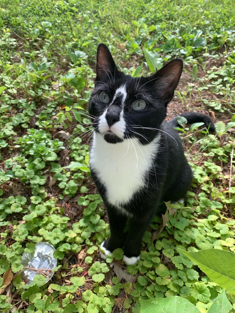 Image of Moxie, Lost Cat