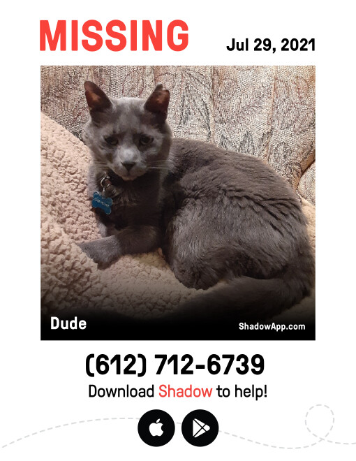 Image of Dude, Lost Cat