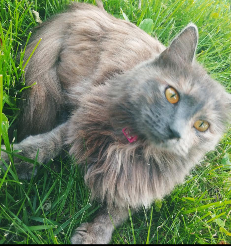 Image of Kimmy, Lost Cat