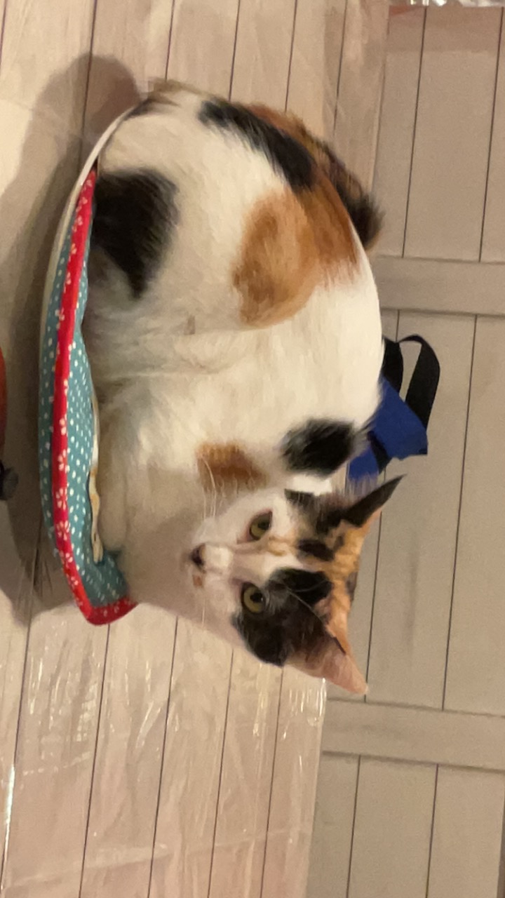 Image of S’mores, Lost Cat