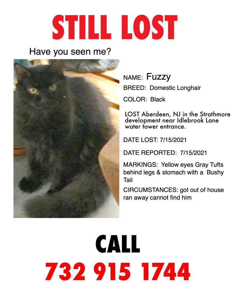 Image of FUZZY, Lost Cat