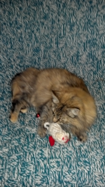 Image of Foxy, Lost Cat