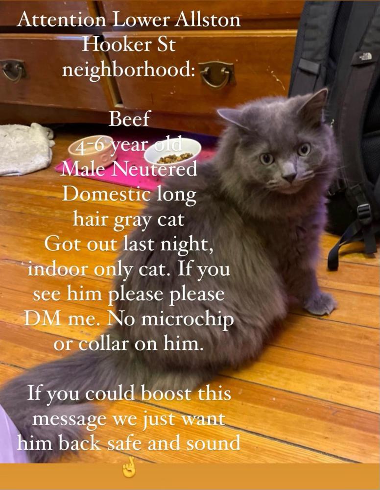 Image of Beef, Lost Cat