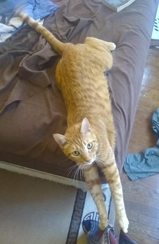 Image of Marmalade, Lost Cat