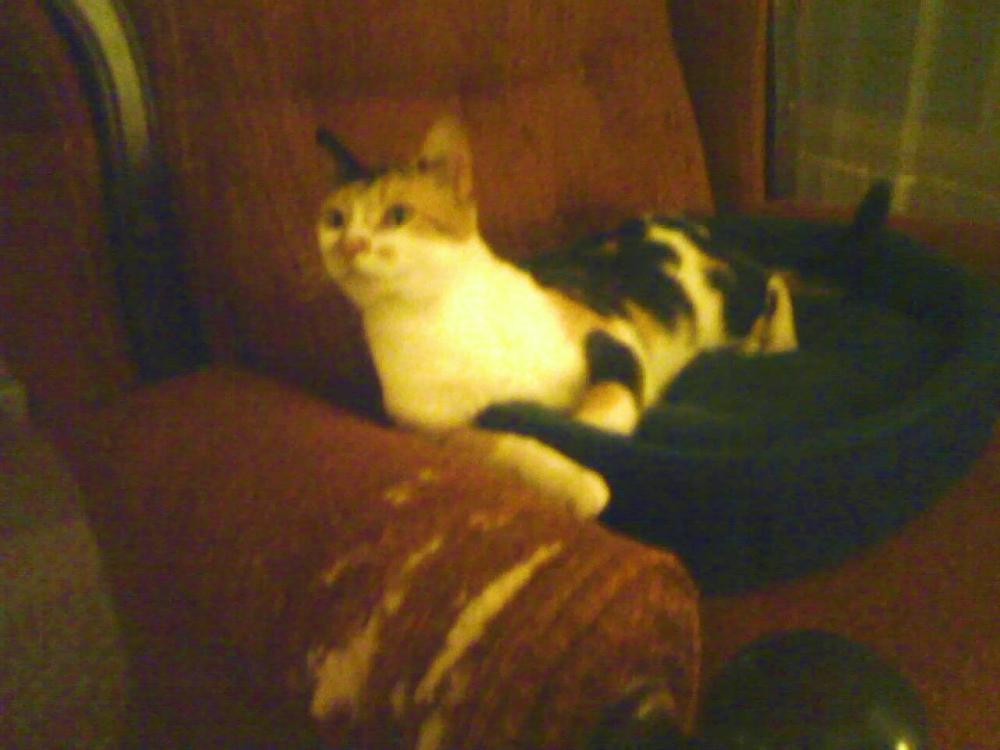 Image of Felicia, Lost Cat