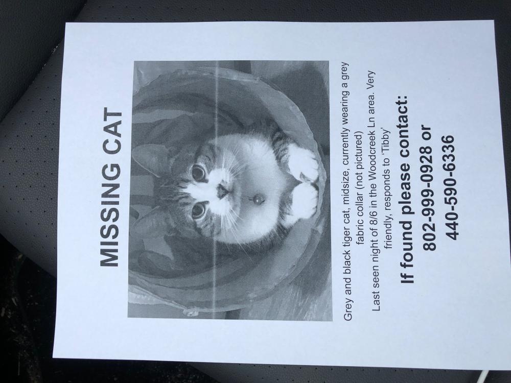 Image of Tibby, Lost Cat