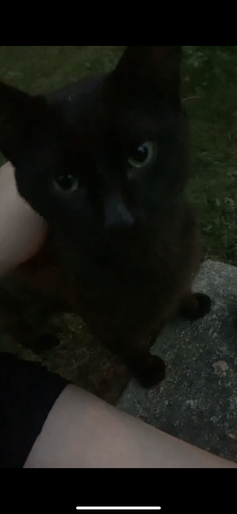 Image of Sirius, Found Cat