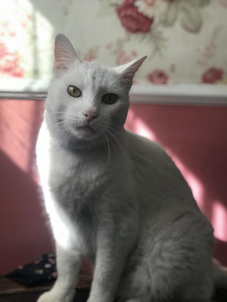 Image of Toulouse, Lost Cat
