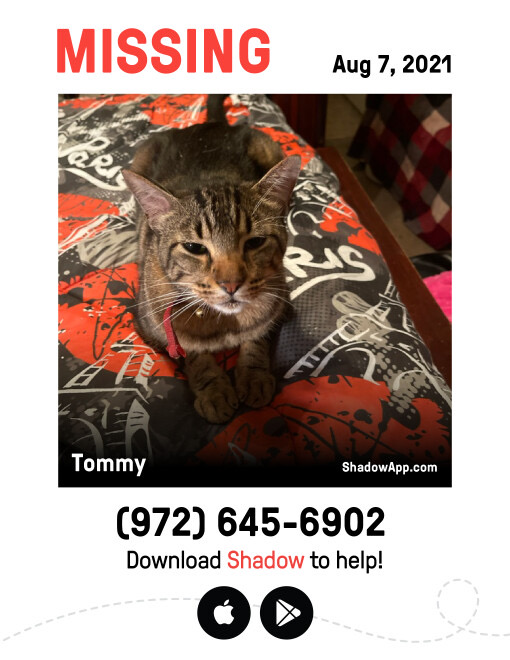 Image of Tommy, Lost Cat