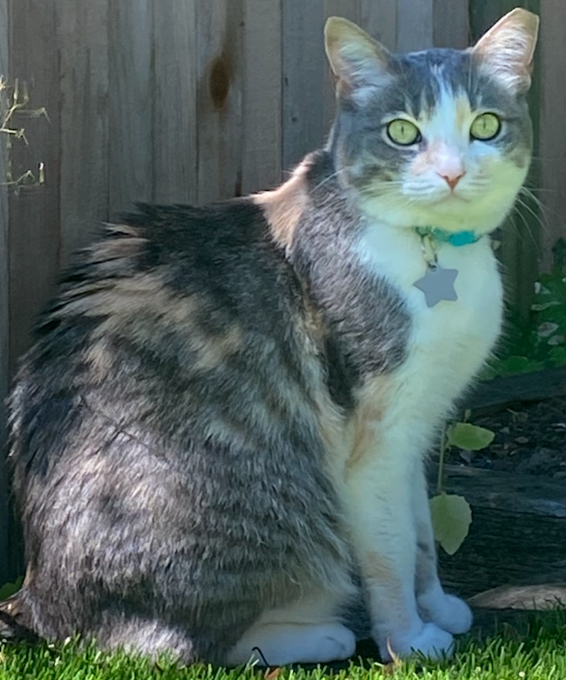 Image of Gracie Blue, Lost Cat