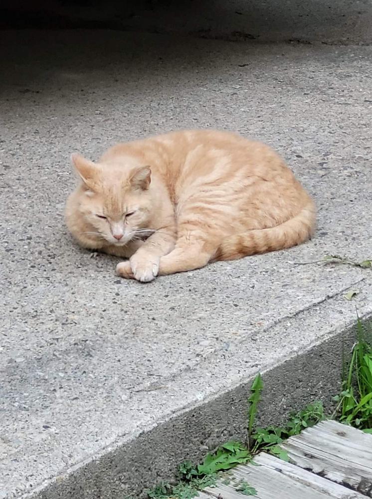 Image of Cinnamon, Lost Cat