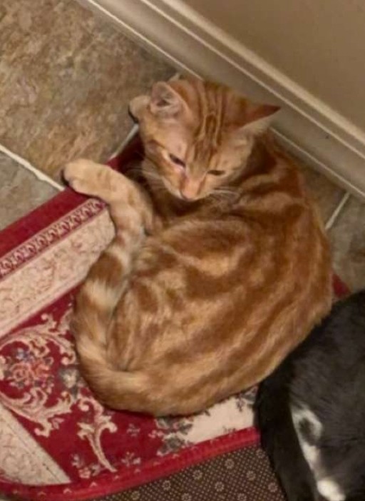 Image of Rooster, Lost Cat