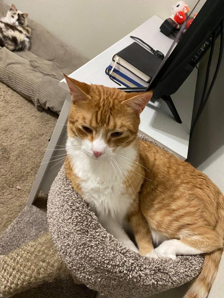 Image of Orange, Lost Cat