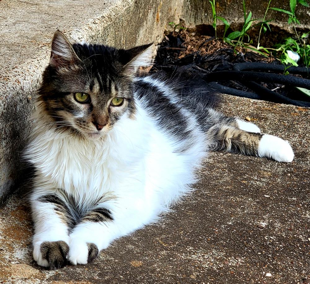 Image of Mildred, Lost Cat