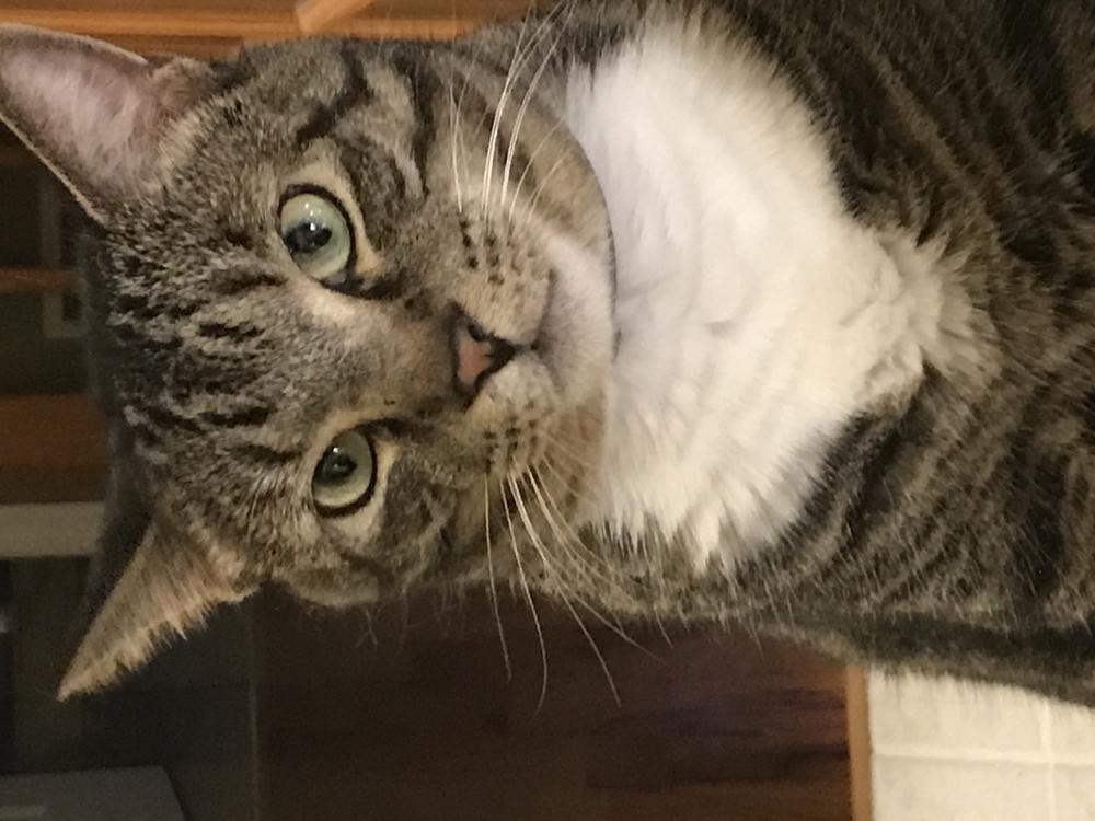 Image of WILLY- Tabby, 4 year, Lost Cat