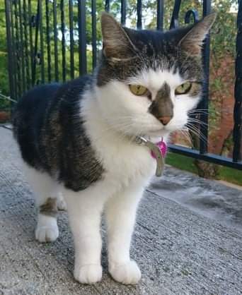 Image of Patsy, Lost Cat