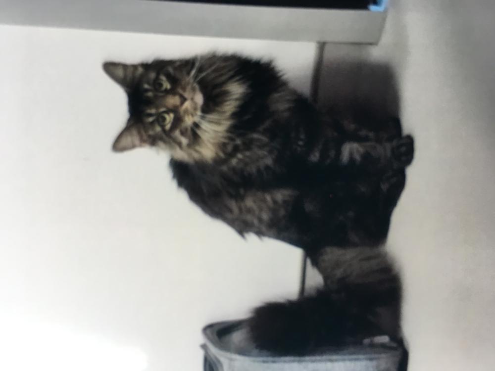 Image of Merlin, Lost Cat