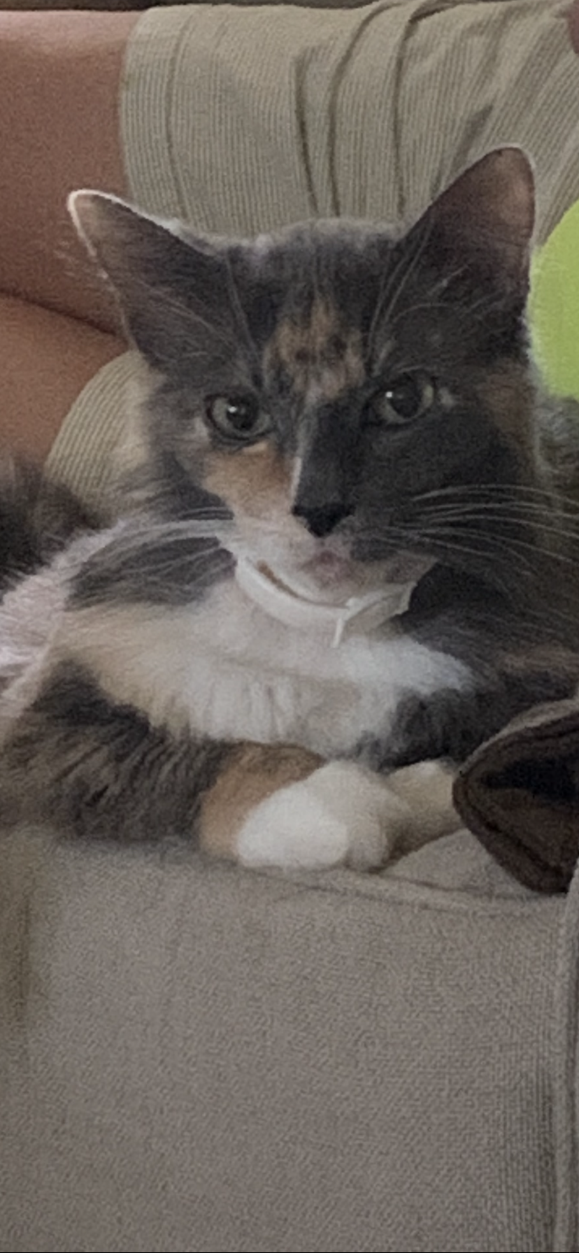 Image of Lily, Lost Cat