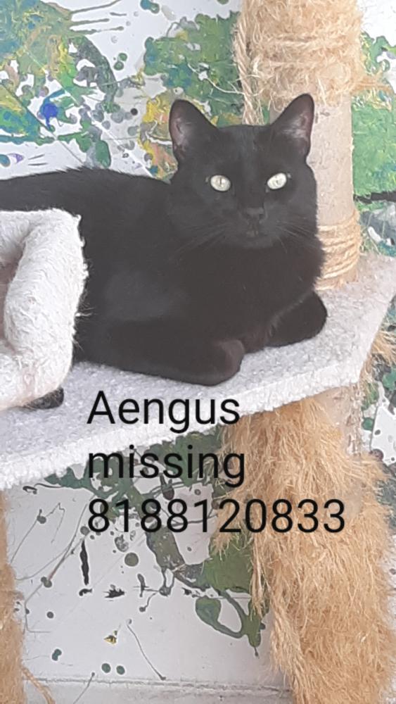 Image of Aengus, Lost Cat