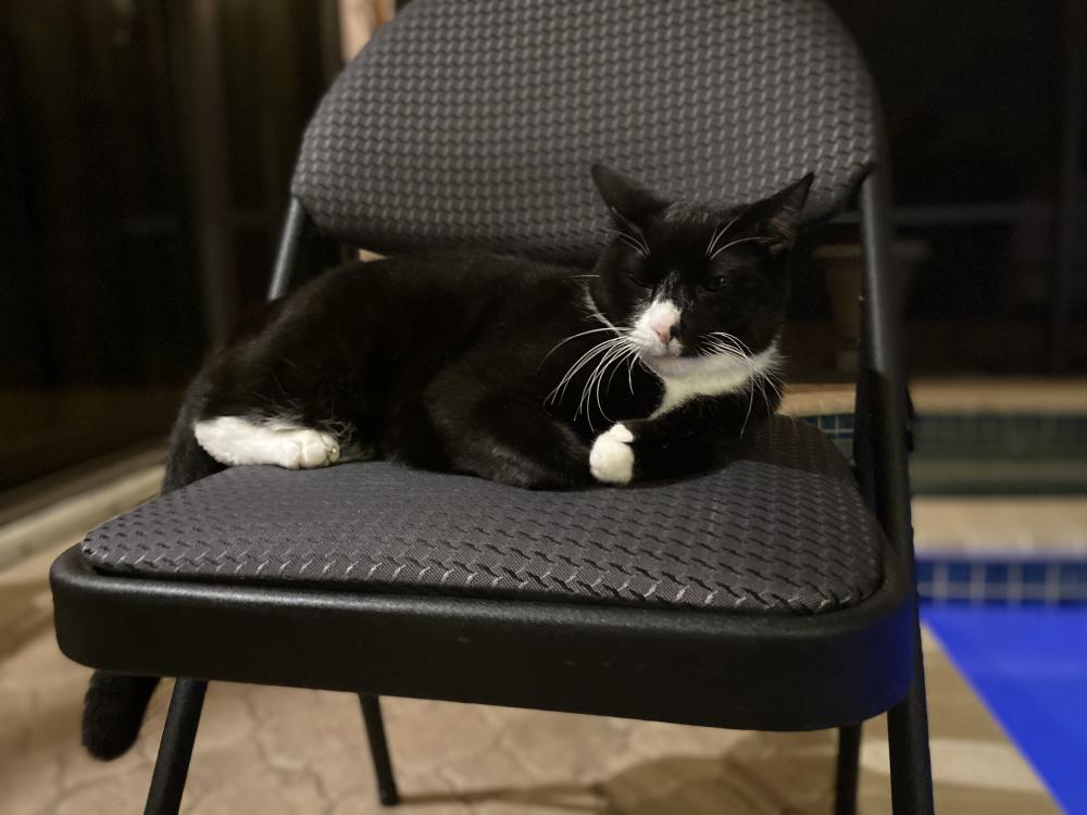 Image of Guido, Lost Cat
