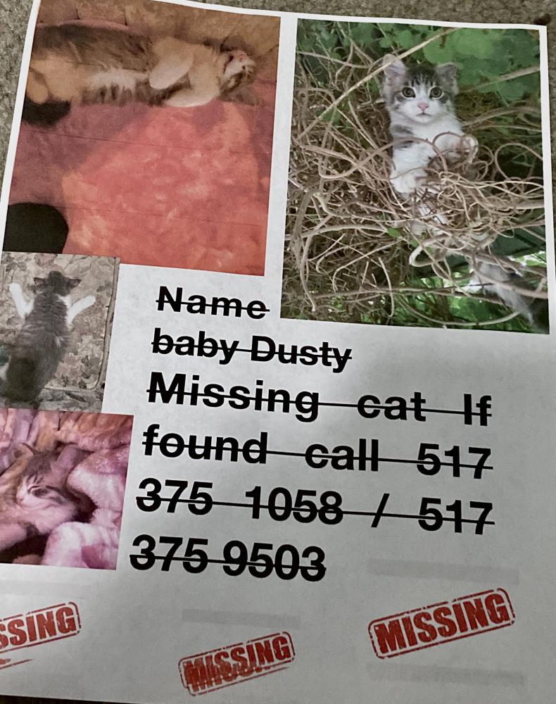 Image of Baby dusty, Lost Cat
