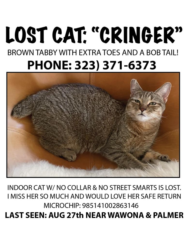 Image of Cringer, Lost Cat