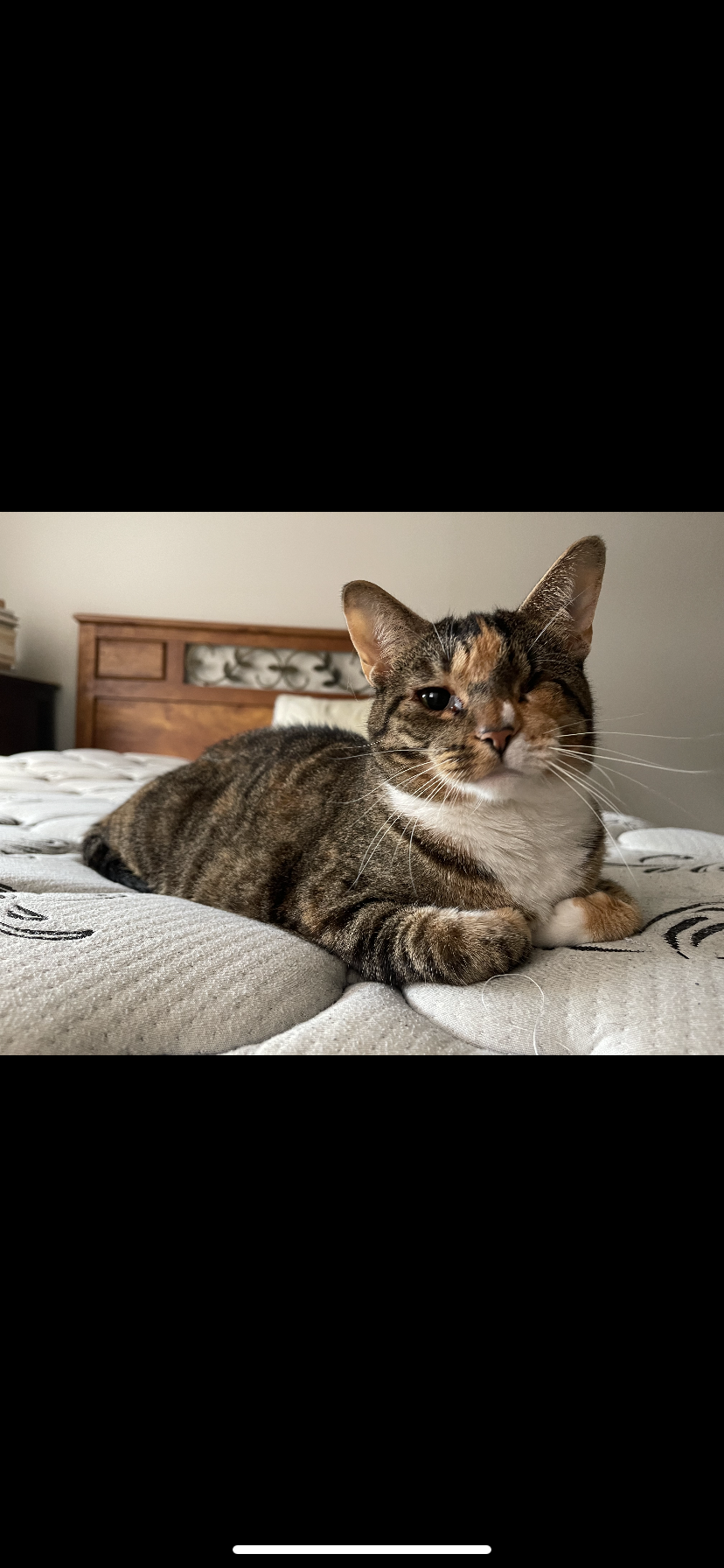 Image of May, Lost Cat