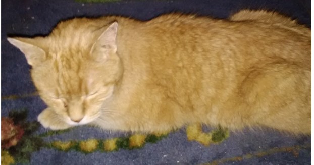 Image of Winston Sherman, Lost Cat