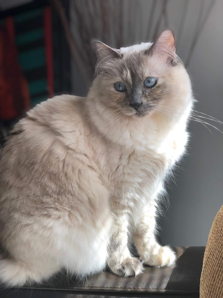 Image of Snowbelle, Lost Cat