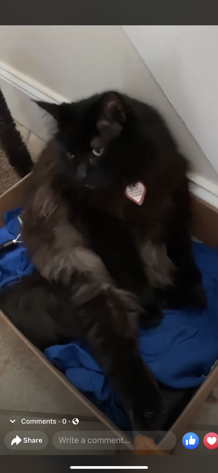 Image of Sirius, Lost Cat
