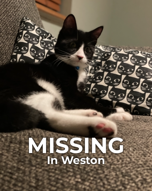 Image of Mish, Lost Cat