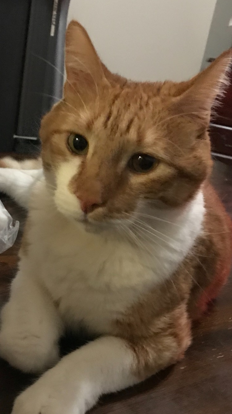 Image of Morris, Lost Cat