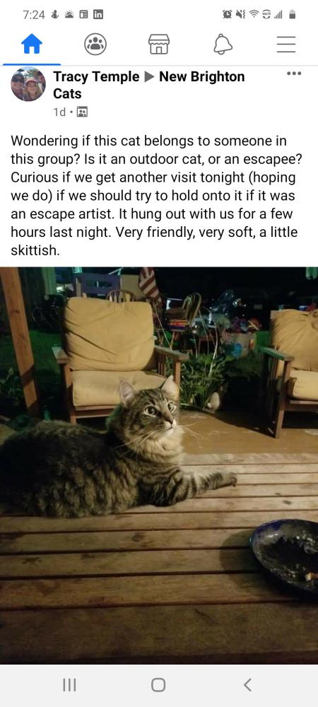Image of Zinnie, Lost Cat