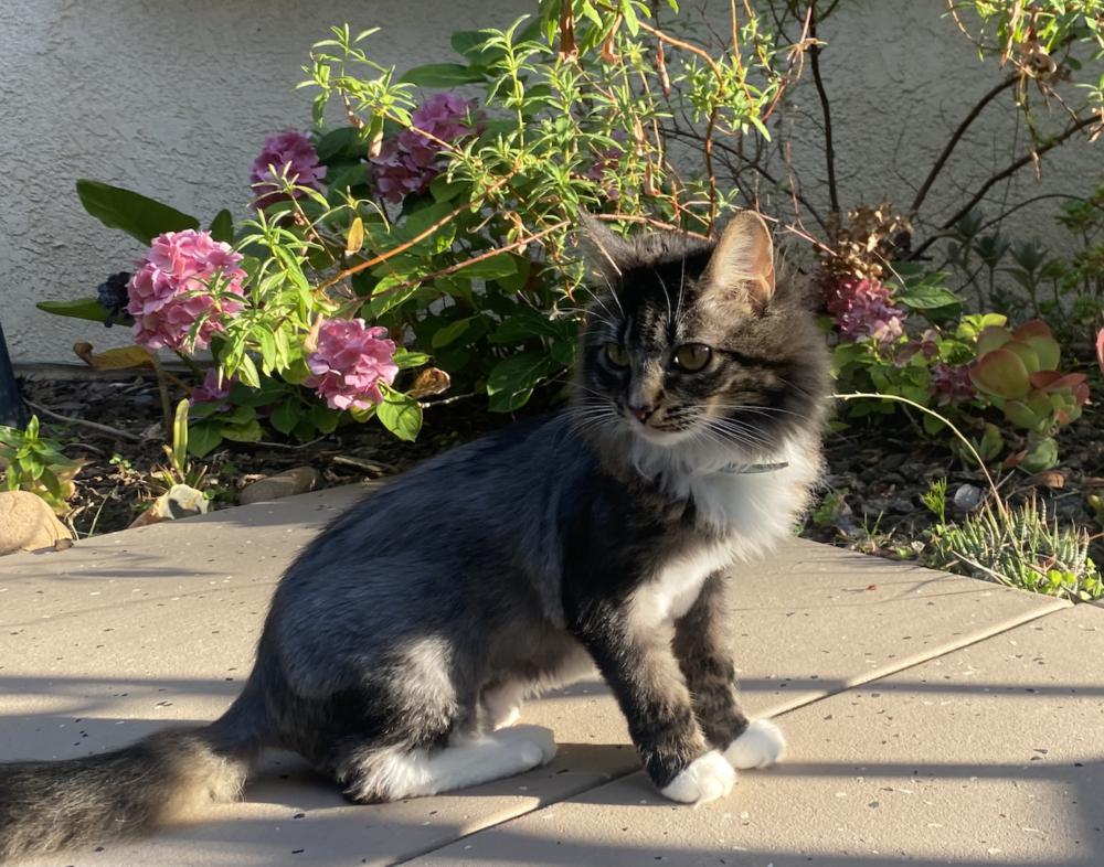 Image of Lady Mittens, Lost Cat