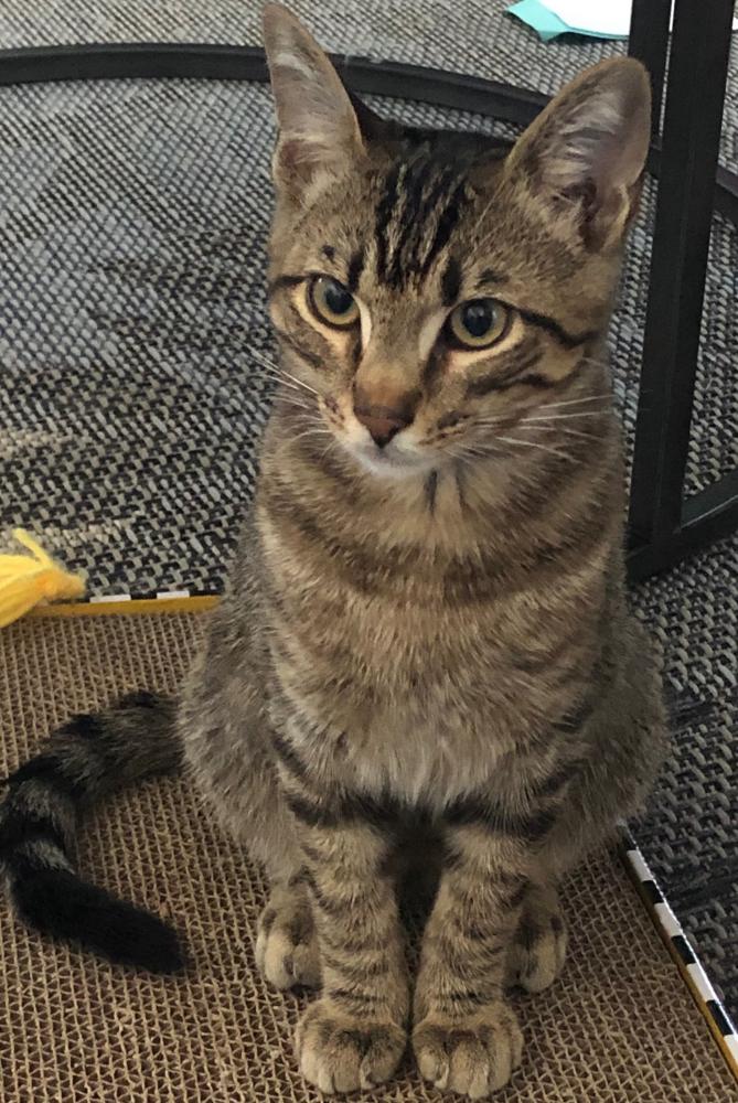 Image of Babou, Lost Cat