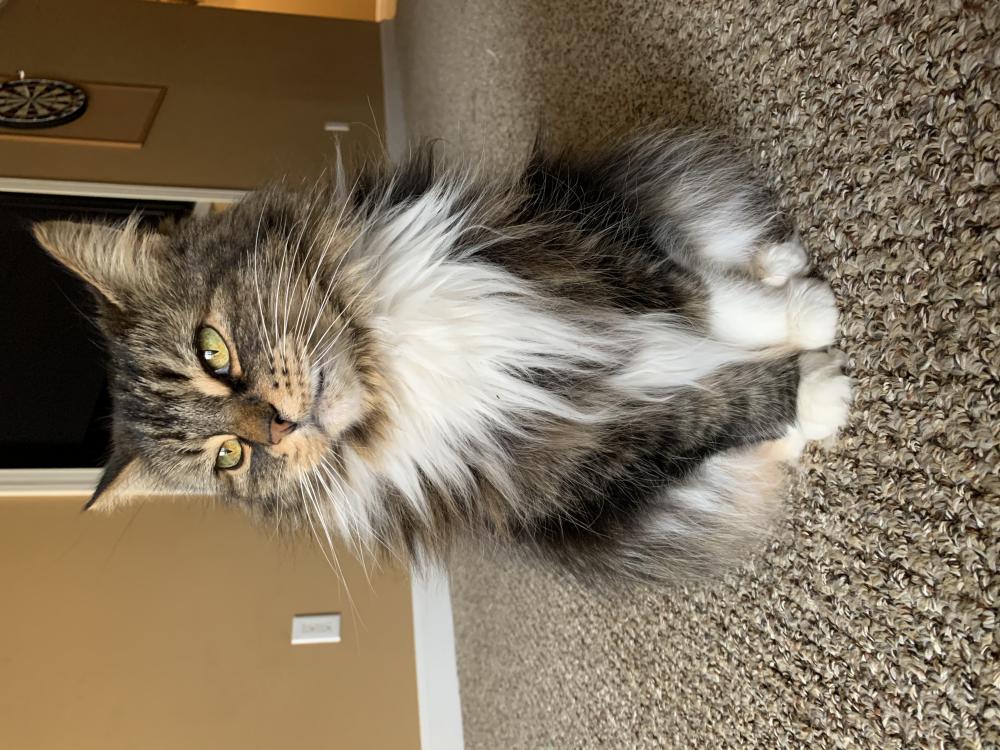 Image of Maggie, Lost Cat