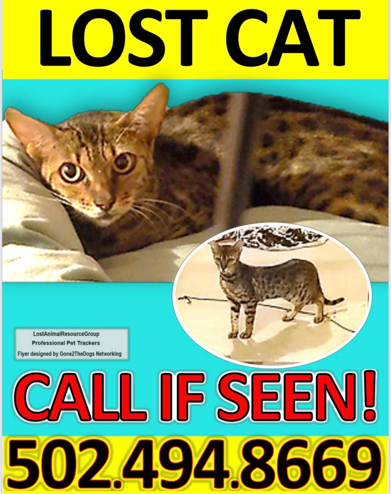 Image of Zuri, Lost Cat